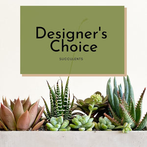 Designers Choice Succulent - HKFlowers